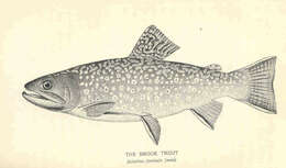 Image of Salvelinus