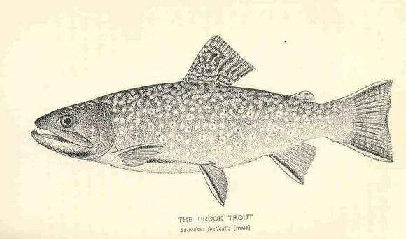 Image de Salvelinus