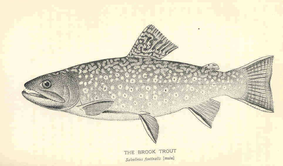 Image of Salvelinus