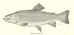 Image of Salvelinus