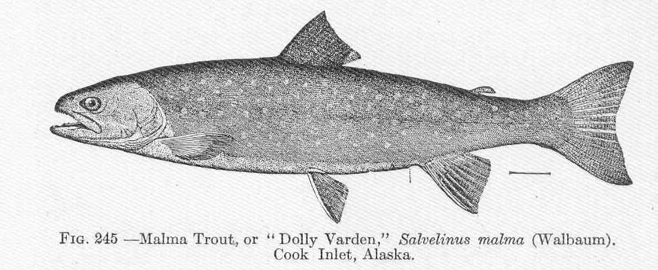 Image de Dolly varden