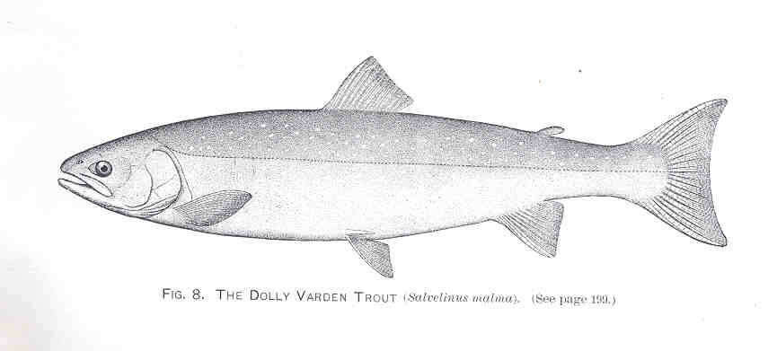 Image of Dolly Varden