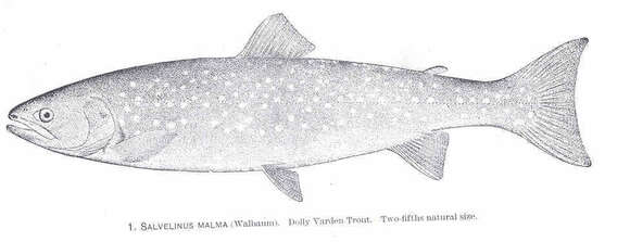 Image of Dolly Varden