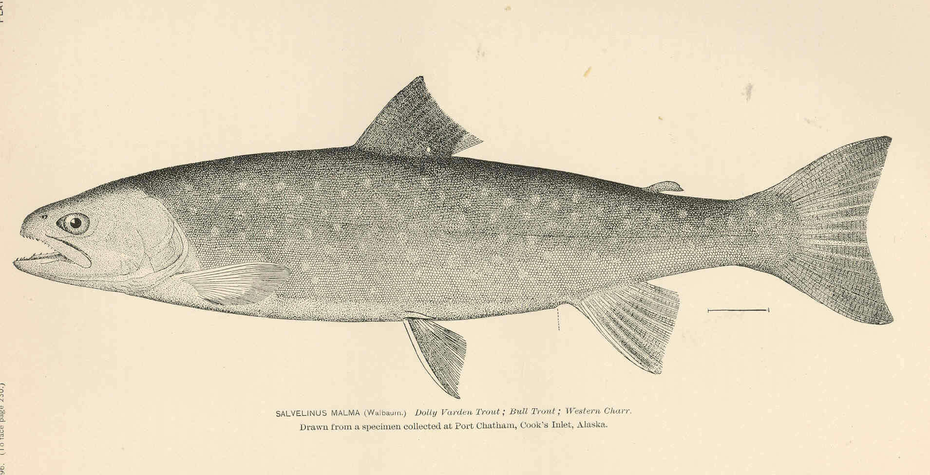 Image of Dolly Varden