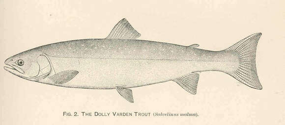 Image of Dolly Varden