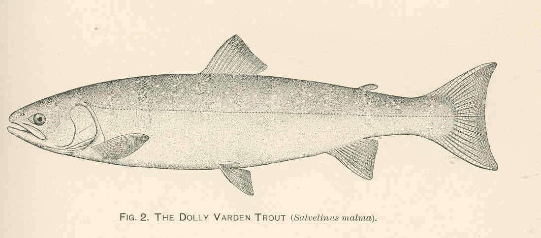 Image of Dolly Varden