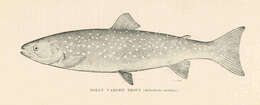 Image of Dolly Varden