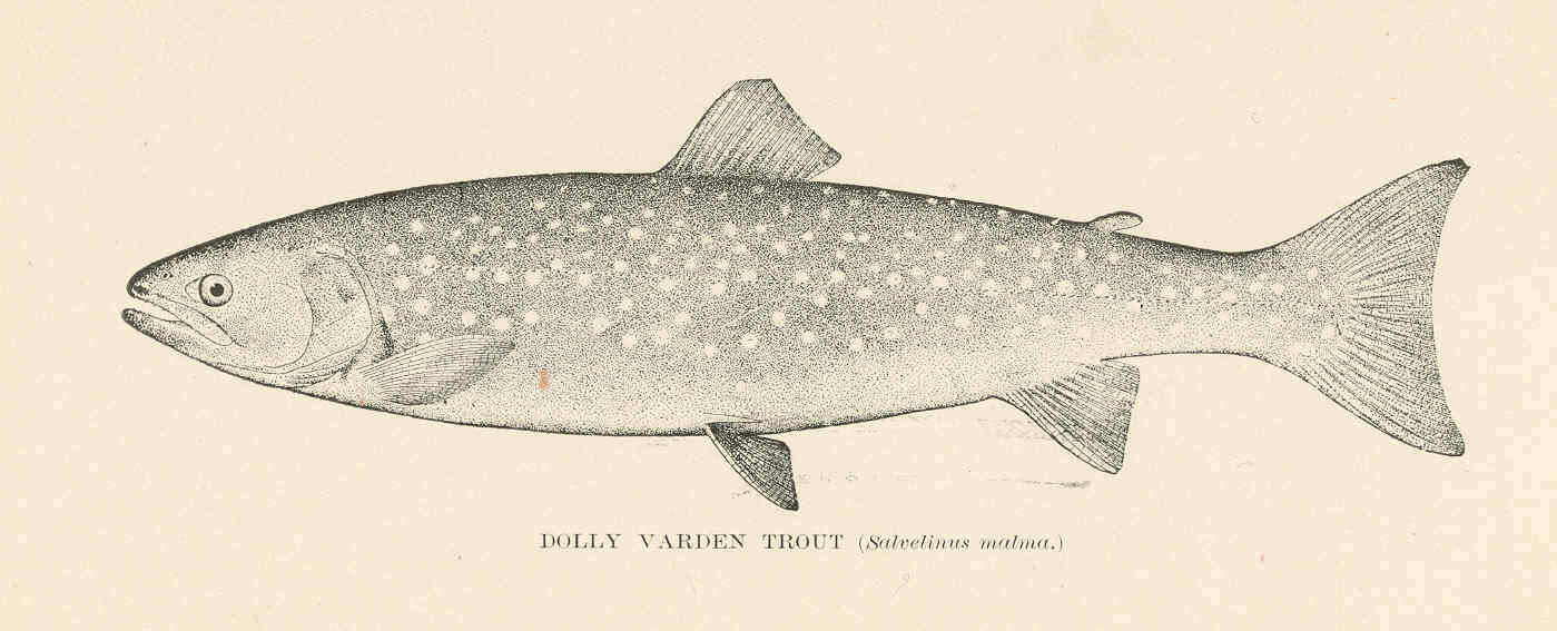 Image de Dolly varden