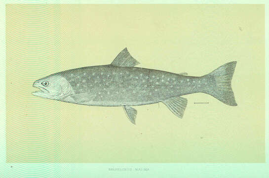 Image of Dolly Varden