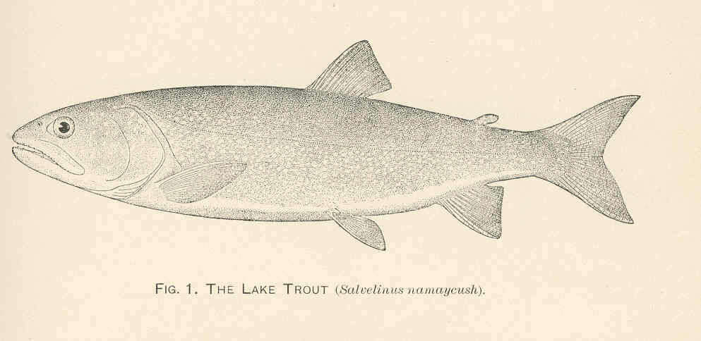 Image de Salvelinus