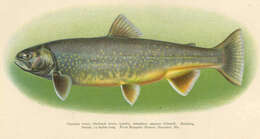 Image of <i>Salvelinus oquassa</i>