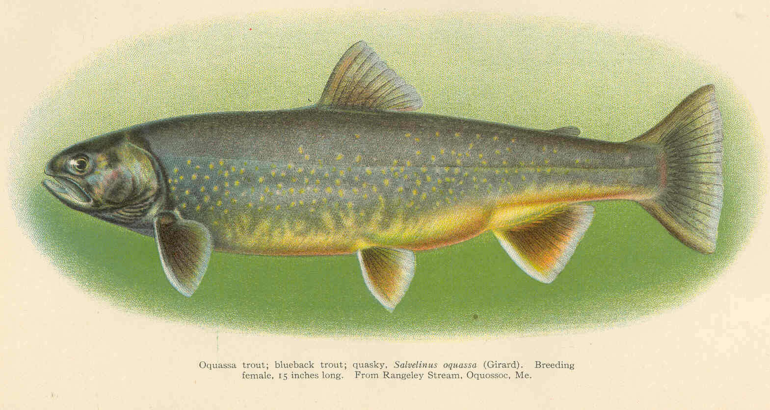 Image of <i>Salvelinus oquassa</i>