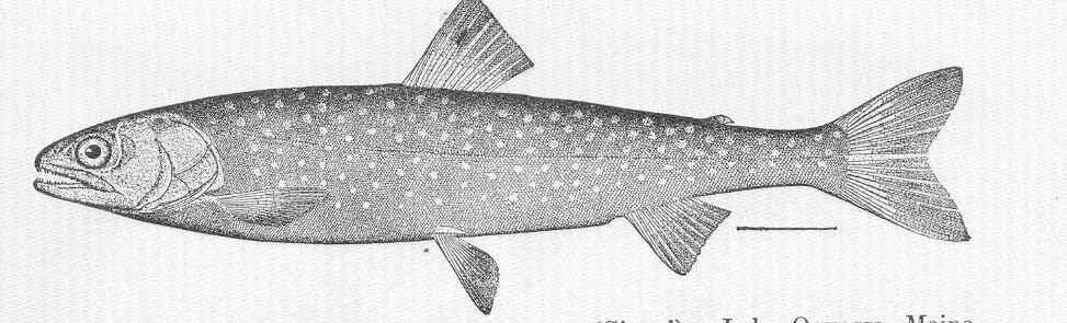 Image of <i>Salvelinus oquassa</i>