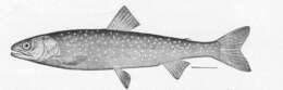 Image of <i>Salvelinus oquassa</i>