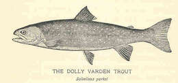 Image de Dolly varden