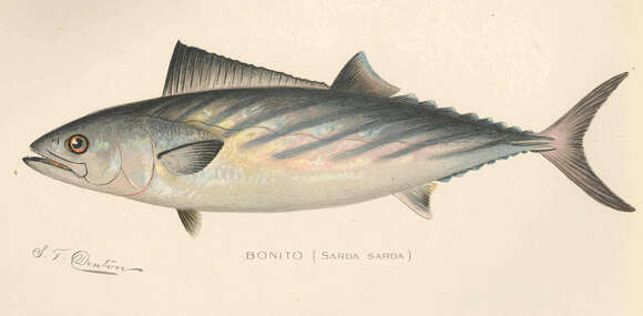 Image of Bonito