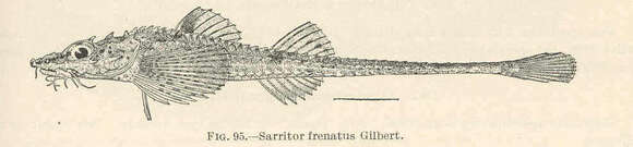 Image of Sarritor