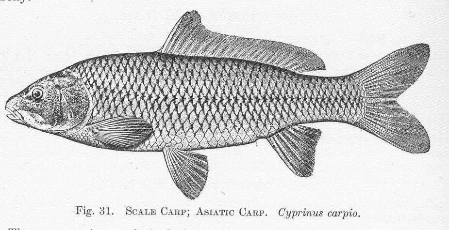 Image of Common carps