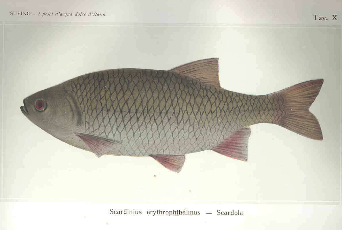 Image of Scardinius