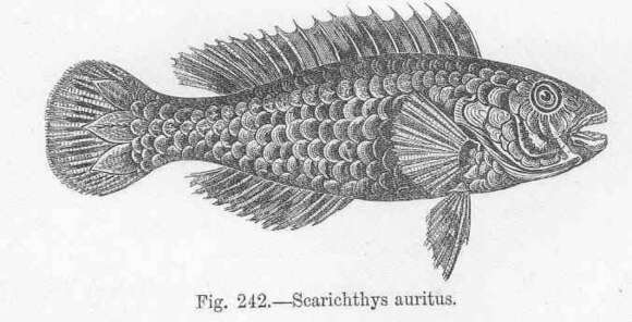 Image of Leptoscarus