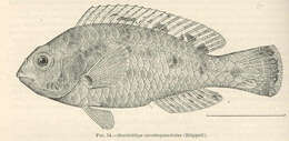 Image of Leptoscarus