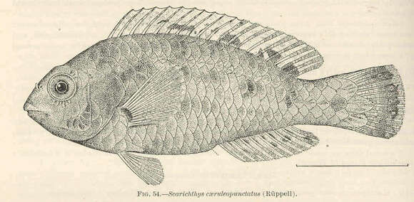 Image de Leptoscarus