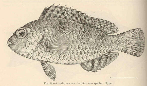 Image de Calotomus zonarchus (Jenkins 1903)