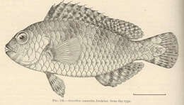 Imagem de Calotomus zonarchus (Jenkins 1903)