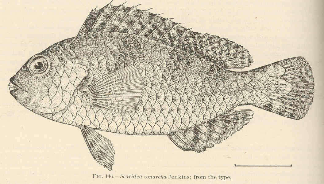 Imagem de Calotomus zonarchus (Jenkins 1903)