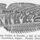 Image of Scartichthys