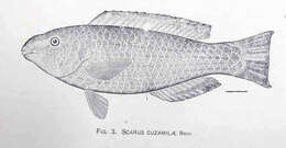 صورة Scarus vetula Bloch & Schneider 1801