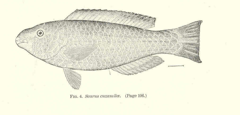 Scarus vetula Bloch & Schneider 1801 resmi