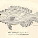 صورة Scarus guacamaia Cuvier 1829