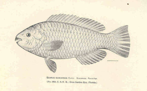 صورة Scarus guacamaia Cuvier 1829