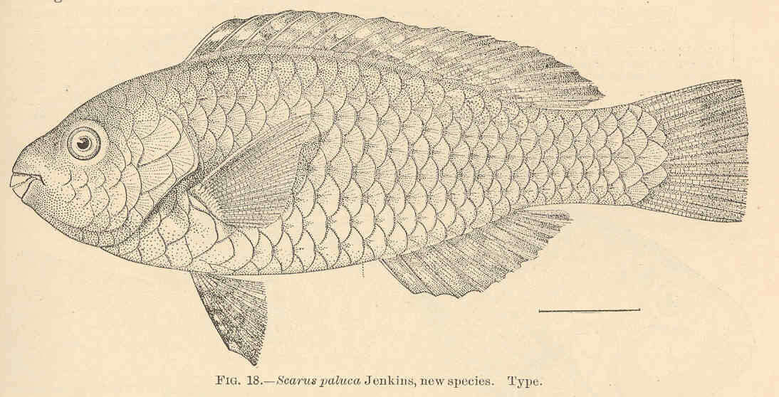 Plancia ëd Scarus rubroviolaceus Bleeker 1847