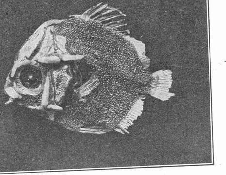 Image of Scatophagus