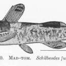 Image of Schilbeodes