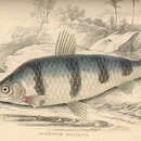 Image of Characin