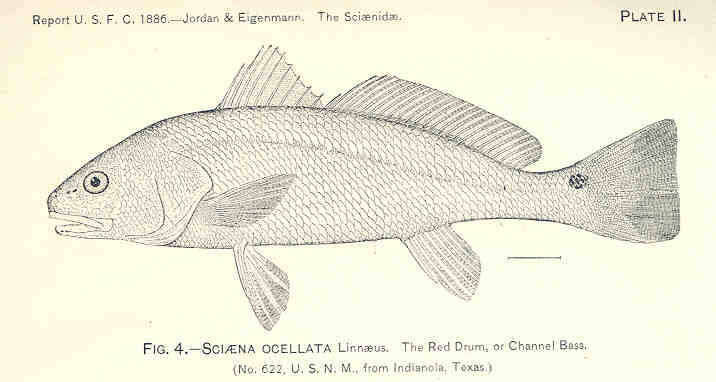 Image of Sciaena