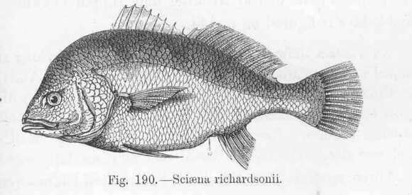 Image of Sciaena