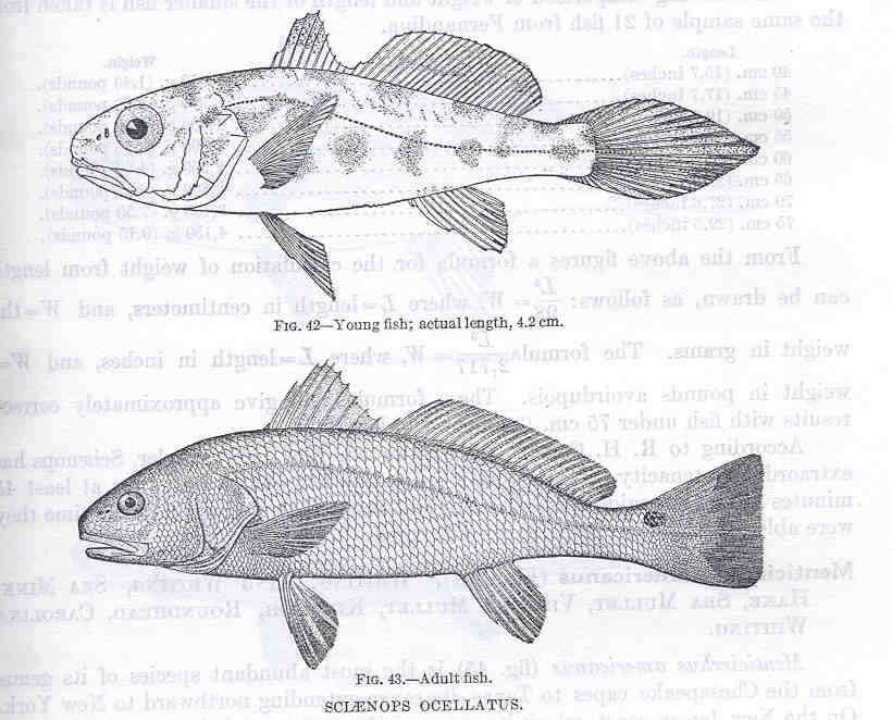 Image of Sciaenops
