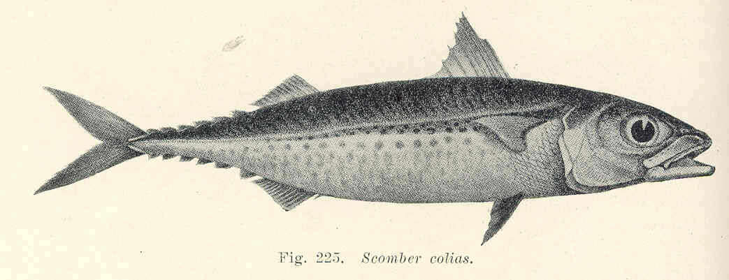 Image of Scomber