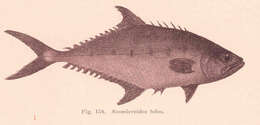 Image of Scomberoides