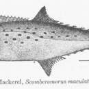 Imagem de Scomberomorus maculatus (Mitchill 1815)