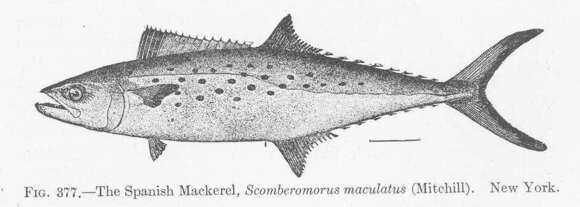 Image of Scomberomorus