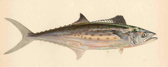 Image of Scomberomorus