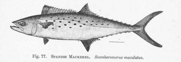 Image of Scomberomorus