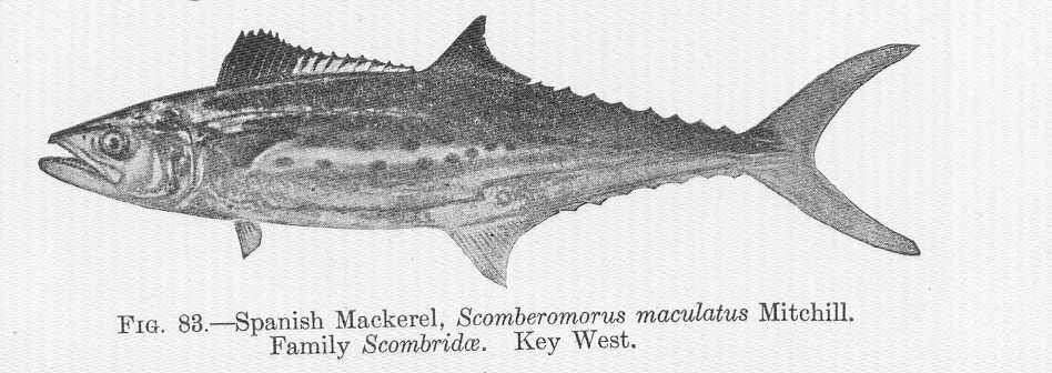 Image of Scomberomorus