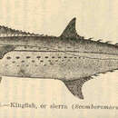 Imagem de Scomberomorus regalis (Bloch 1793)