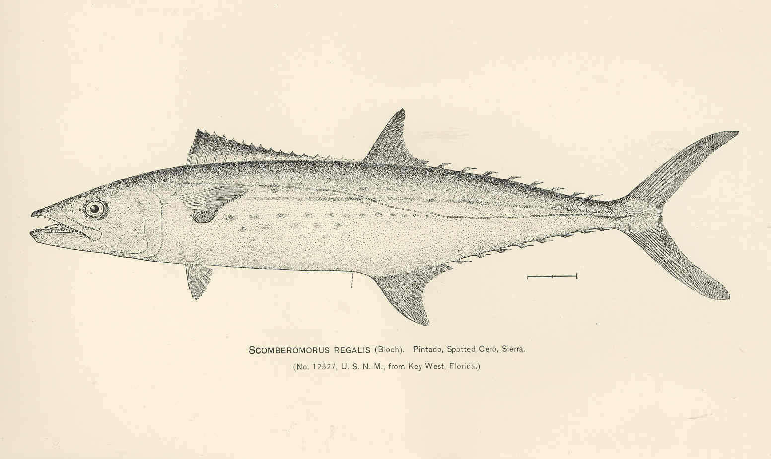 Image of Scomberomorus